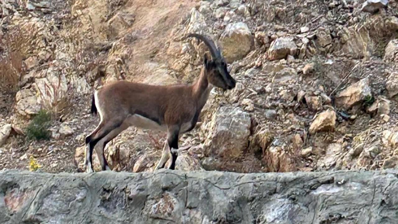 Yaban Keçisini Avlayan Kişiye Rekor Cezai İşlem
