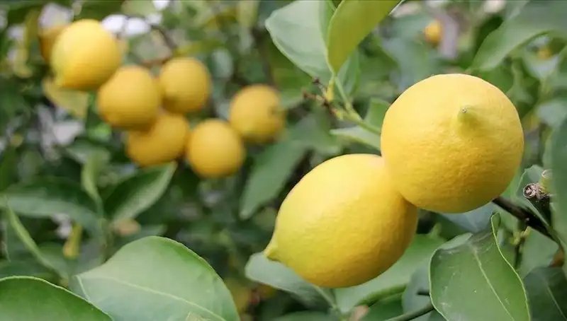 Limonun Fiyatı Şaşırtıyor: 24 Lira ile Rekor Kırdı!
