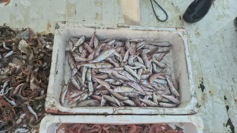 Taze Balık Avıyla Limana Dönen Mürettebat, Lezzeti Canlı Yaşatıyor!