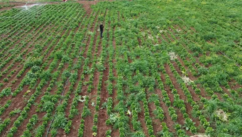 Kuraklık Marul Hasadını Etkileyerek Üreticileri Zorda Bıraktı