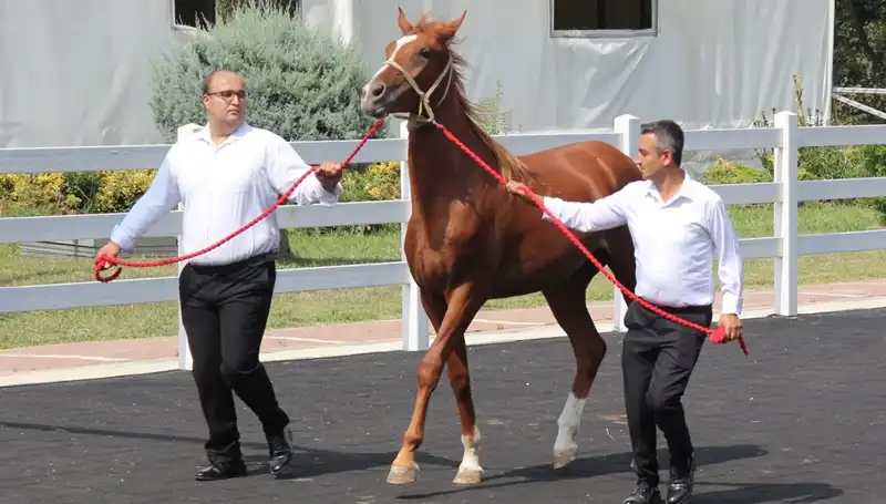 Taşkın Kral'ın Rekoru: Doğa ve İnsan Arasındaki Dramatik Mücadele