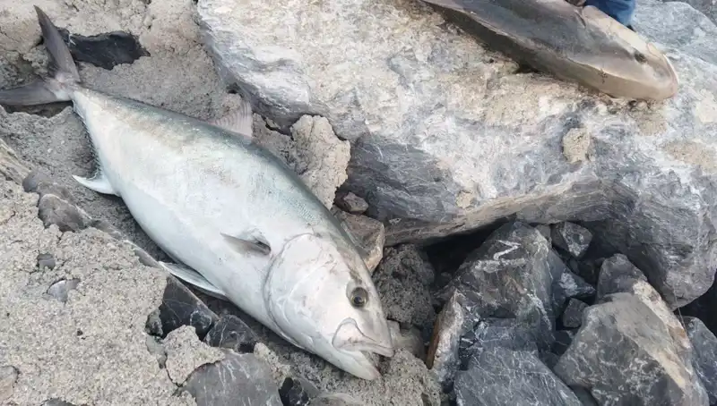Oltayla Yakalanan 65 Kiloluk Balık, Avcıyı Zengin Etti!