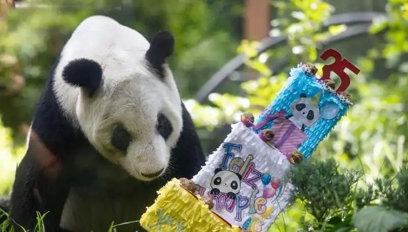 Dev Panda Xin Xin, 35. Doğum Gününü Kutlayarak Tarihe Geçti