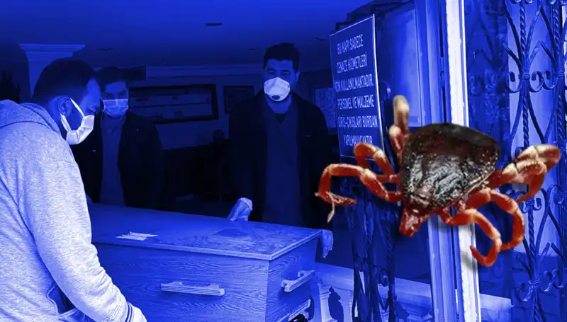 İstanbul'daki Keneler Zararsız! Sağlık Otoritelerinden Rahatlatıcı Açıklama