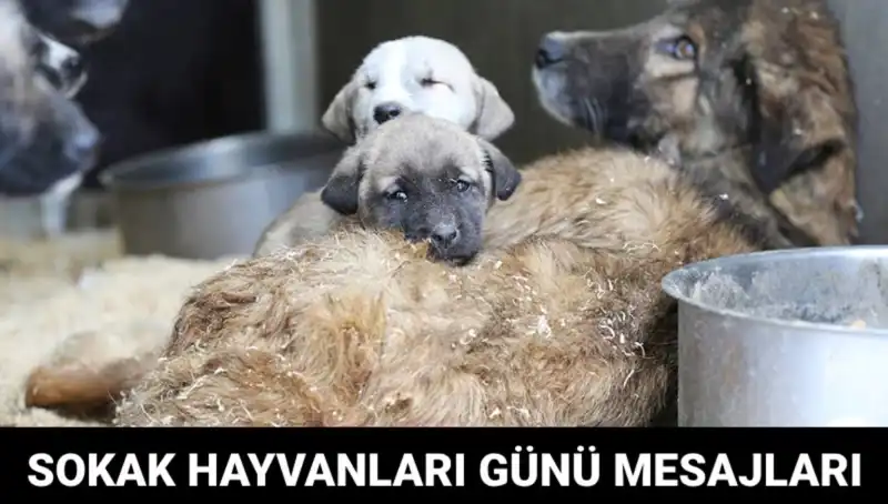 Dünya Sokak Hayvanları Günü: Gönlünüzdeki Sevgiyle Kurtulabilecek Canlar