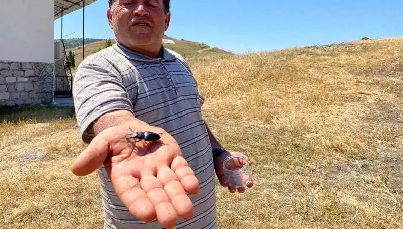 557 Bin TL, Sivas'ta Görülen Böcek İçin Verilecek Cezadır!