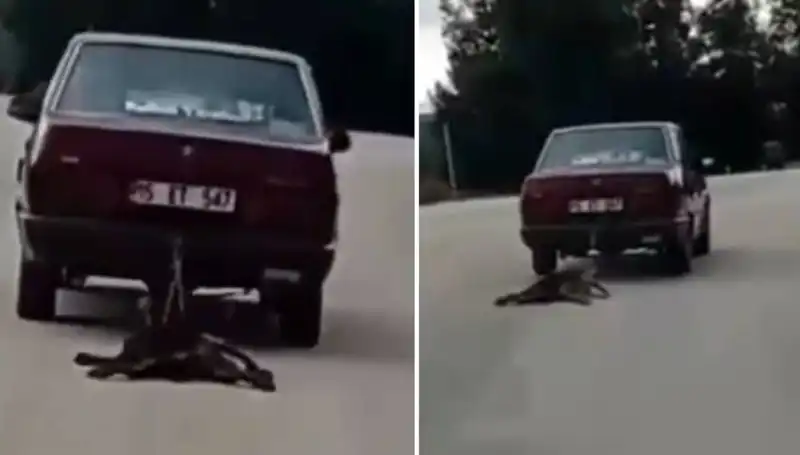 Otomobille Sürüklenen Köpek Şok Edici Görüntülerle Gündemde!