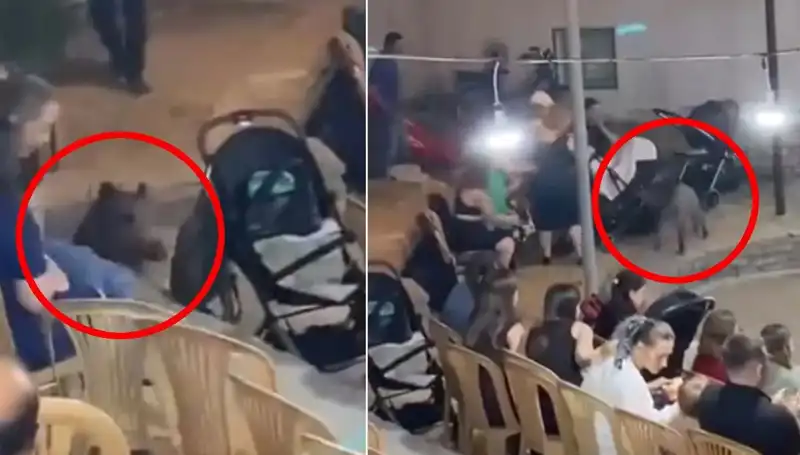 Yaban Domuzu Düğüne Girdi, Kutlama Yerini Kaosa Döndürdü!