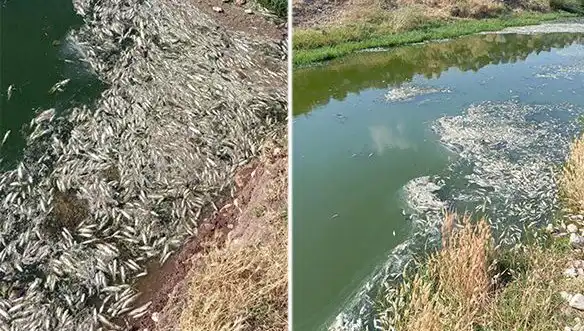 Karasu Çayı'nda Şok Eden Balık Ölümleri: Sebepler Araştırılıyor