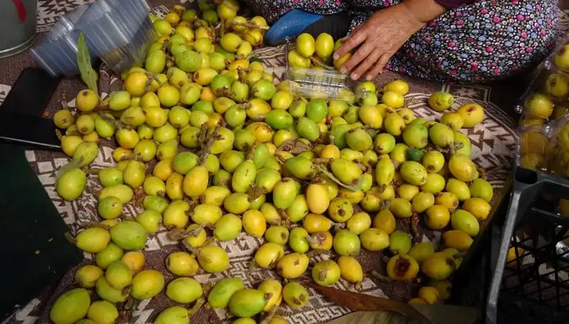 Muşmula Hasadı Tüm Hızıyla Başladı: Fiyatlar Şaşırtıyor!