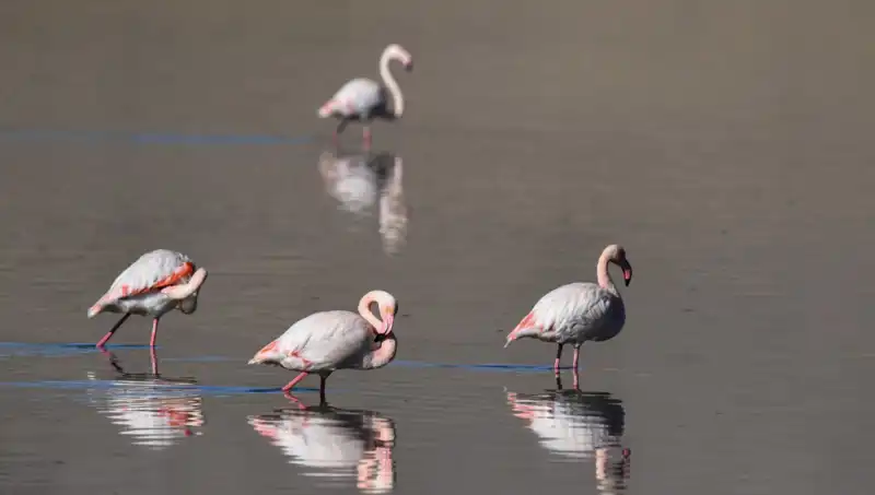 Kuraklık Kuş Cennetini Vurdu: Flamingo Sayısında Büyük Düşüş