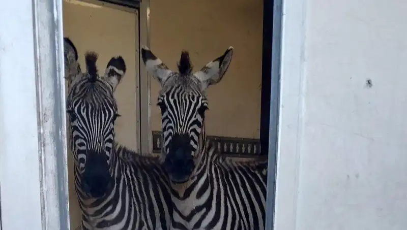 Sınırda Durdurulan Minibüste Şaşırtıcı Hayvan Yolculuğu: 2 Zebra, 6 Maymun ve Daha Fazlası!