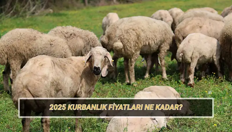 2025 Kurbanlık Fiyatları: Büyükbaş ve Küçükbaş Kurban Maliyetleri Nedir?