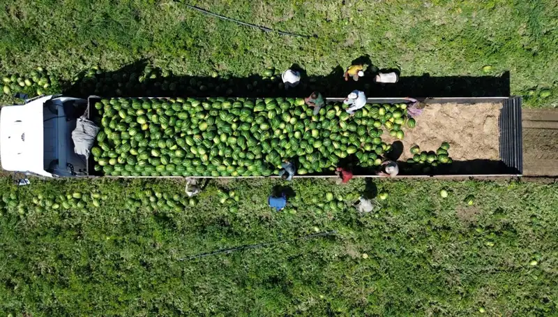 Bafra Ovası'nda Tarım Harikası: 94 Bin 500 Ton Karpuz Bekleniyor!