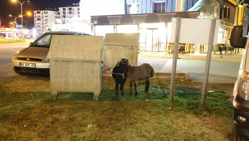 Yola Düşen Mor Karaman Koyunları: Kaderine Terk Edildiği Anlar Kameralara Yansıdı