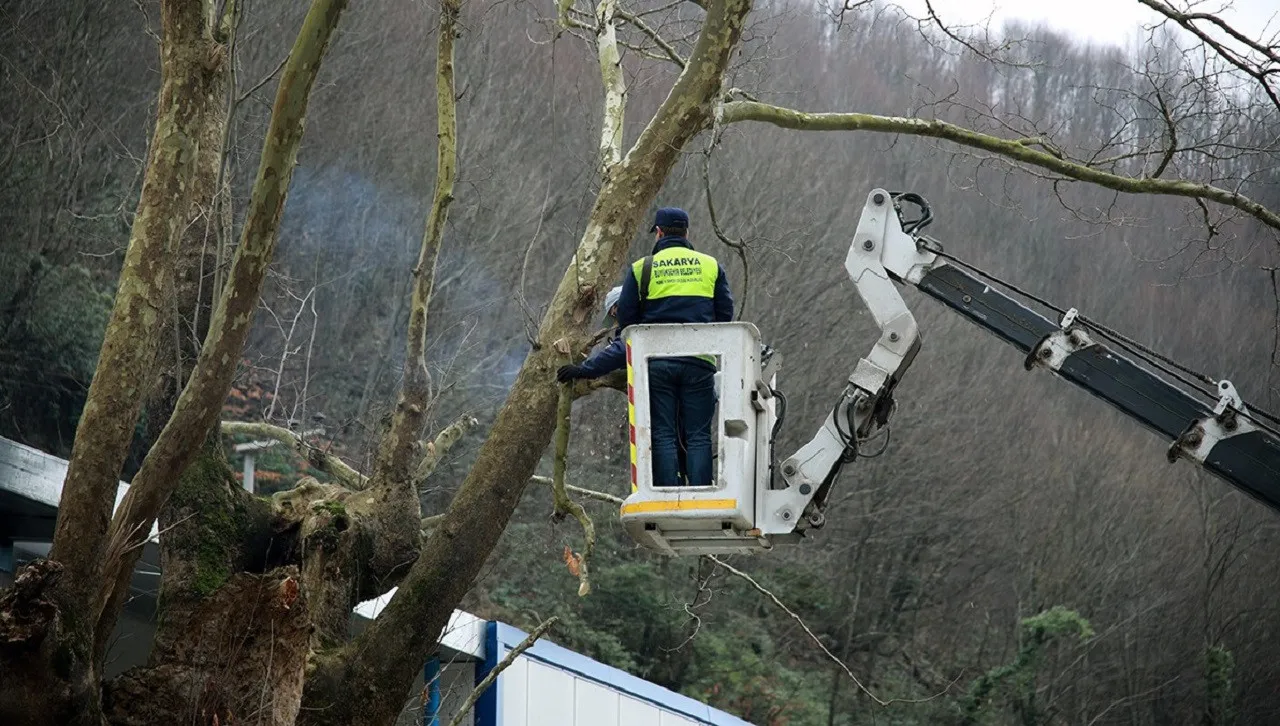 Sakarya’da Ağaçların Sağlığı Tomografi Cihazıyla Kontrol Edilecek