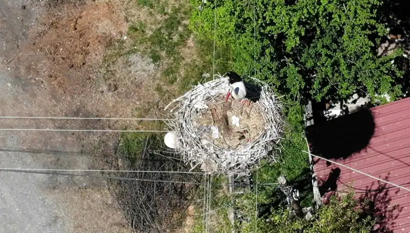 Baharın Müjdecisi Yuvasına Döndü: 22 Yıllık Sadakat