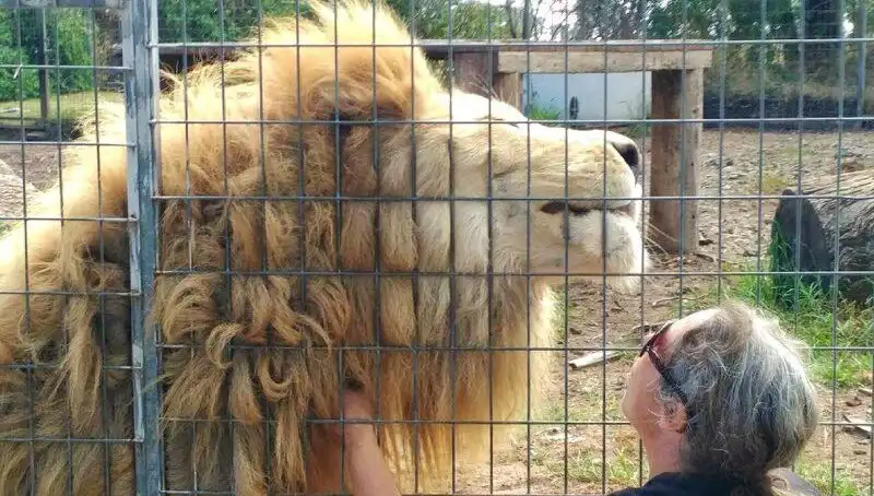 Avustralya’da Dehşet Anları: Aslan Kafesinden Kadının Kolunu Kopardı!