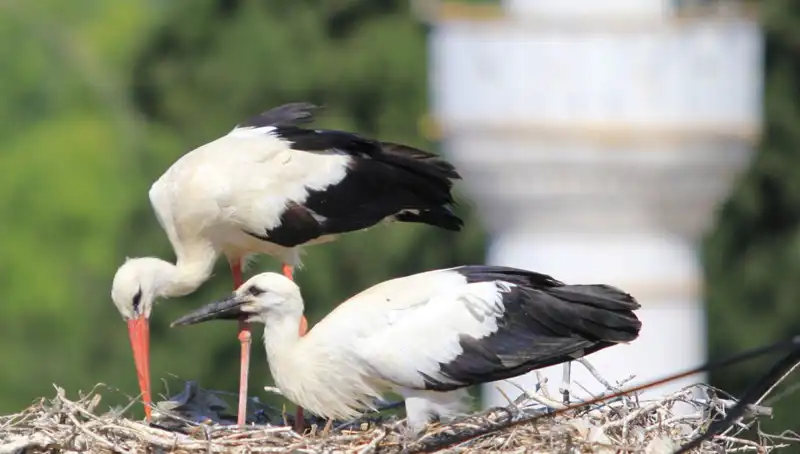 Leylek Köyü’nde Yaren Leyleklerden 8 Kat Fazla Yuva Yer Alıyor!