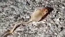 Tunceli'nin Benzersiz Doğasında Arap Tavşanıyla Karşılaşmanın Keyfi