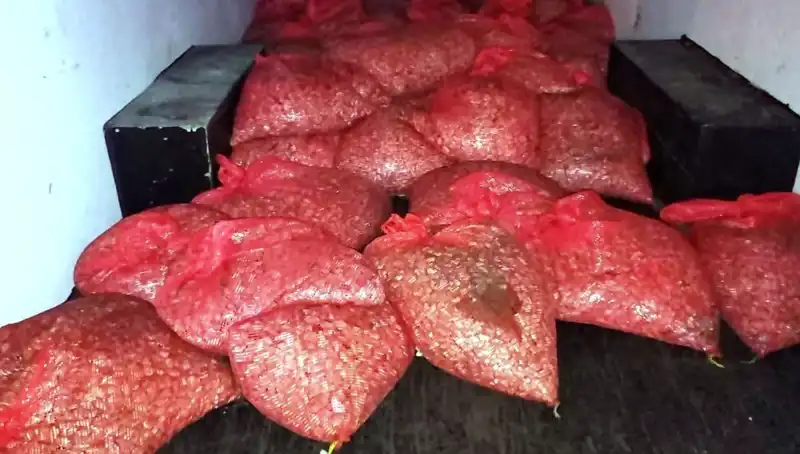 Samsun'da 1,5 Ton Kaçak Midye Operasyonu: Sağlık Tehlikesi Ortaya Çıktı!