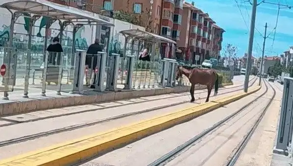 Eskişehir'de Tramvay Raylarında Başına Bu Ne Cüret, At Neden Yalnız?!