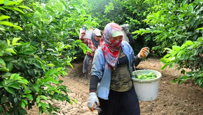 Marketlerde Fırtına Gibi Esen Fiyatlar: Kilosu 150 Lirayı Aşan Ürünler Neredeyse El Yakıyor!