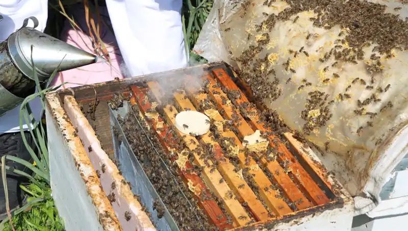 Yüzlerce Kovanla Genç Arıcı, Yurt Dışına Bal İhraç Ediyor
