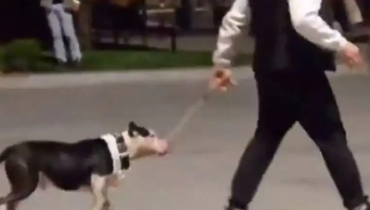Ağızlığı Olmadan Saldırgan Pitbull Olayı: Sahibi Cezalandırıldı
