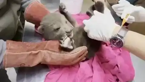 Karabük'te Yavru Bozayanın Bulunması: Neler Oluyor?