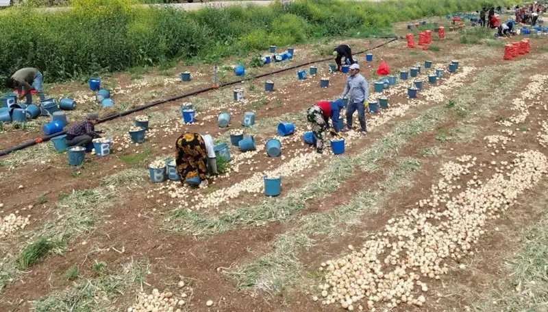 Türkiye’de Soğan Hasadı Başladı: Fiyatlar Düşüşe Geçti!