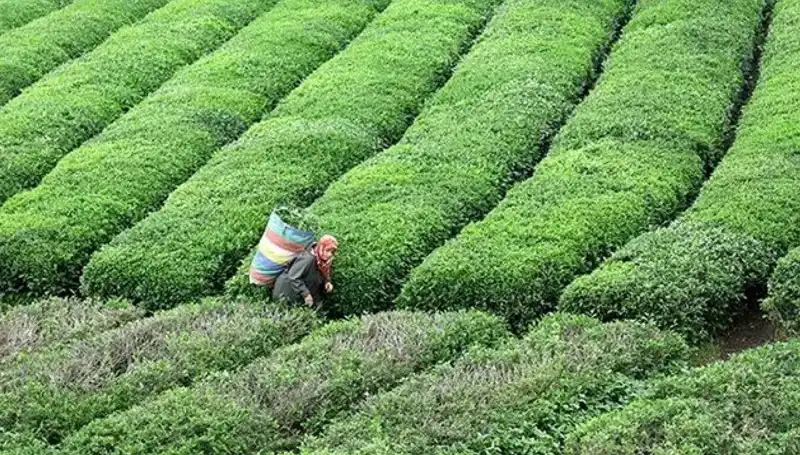 ÇAYKUR'dan Bayramda Da Yaş Çay Alımına Devam Müjdesi
