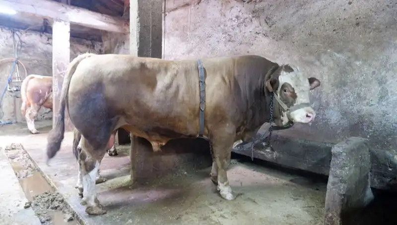 Tam 1 Ton 200 Kilo! Dudak Uçuklatan Fiyat ile Alıcısını Buldu