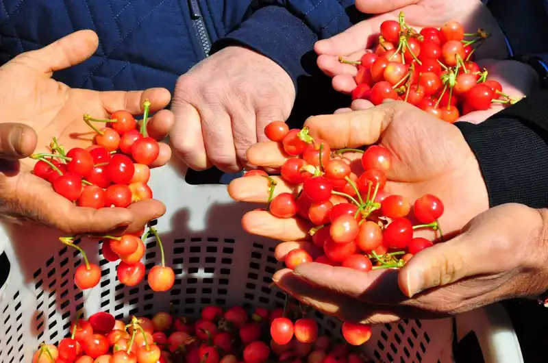 İlk Hasat Sevinci: 3.500 TL’den Alıcı Bulan Ürün Rüzgarı Estiriyor