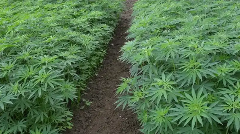Kenevir Yetiştiriciliğinde Tarihi Değişim: 21 İlde Üretim Onayı Geldi!