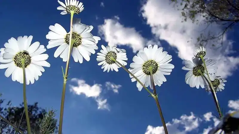 Cemreler 2026’da Ne Zaman Düşecek? Tarihler ve Anlamı Açıklandı!