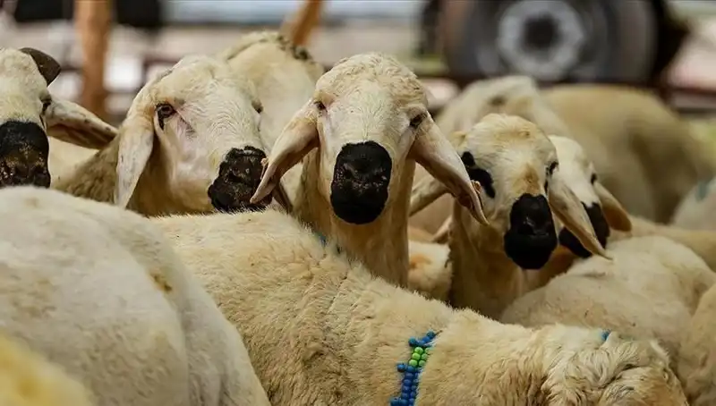 2025 Kurban Bayramı: Kurban Kesmek Farz Mı? 10 Soruda Cevaplar