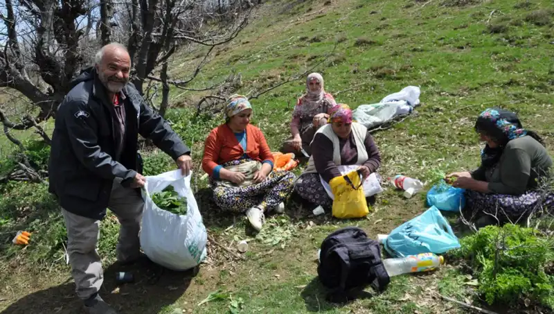 Yürüyüşle Gelen Geçim: Kilosu 250 Lira Olan Mucizevi Bitki!