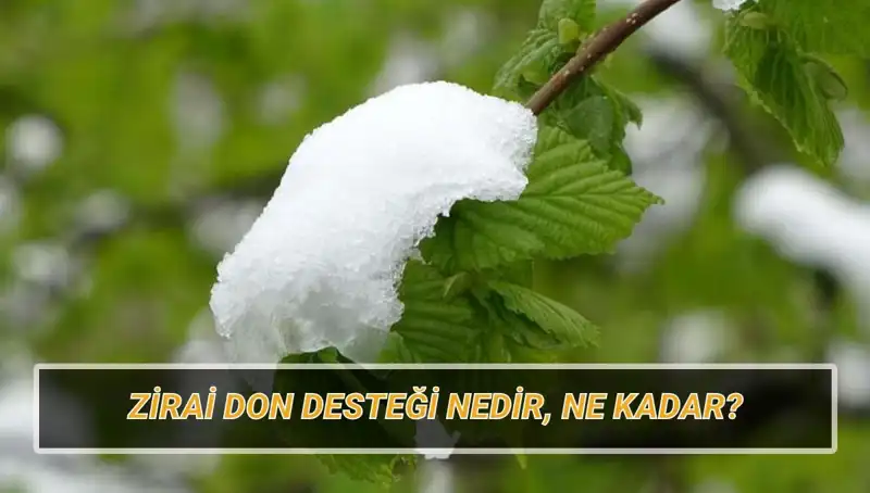 Zirai Don Destekleri: Tahrip Edici Soğuklar Sonrasında Ne Bekleniyor?